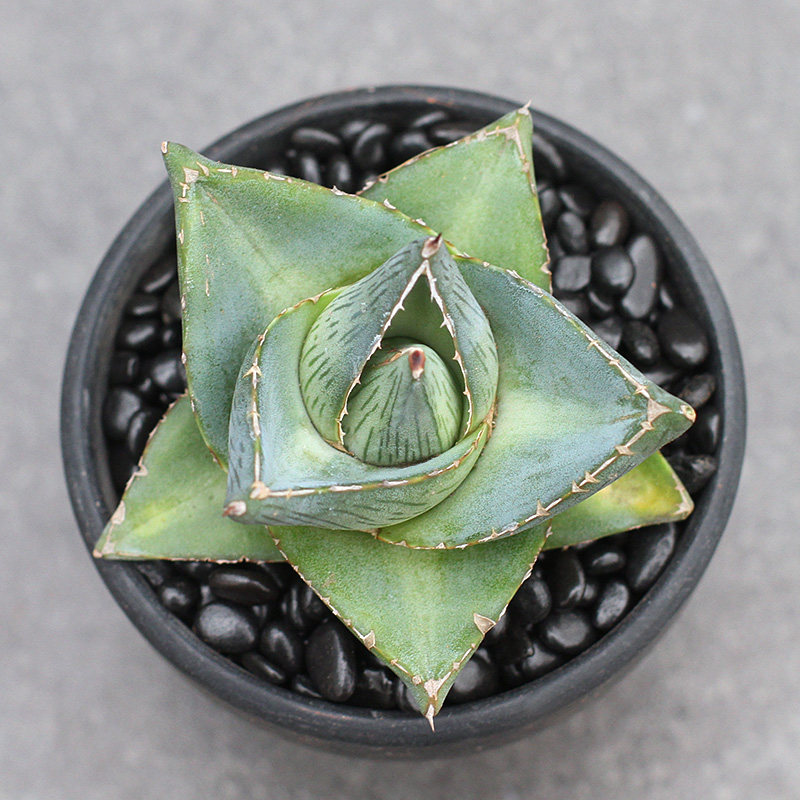 植物员外普米龙舌兰阳台多肉