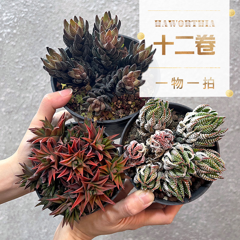 植物员外 硬叶十二卷群生一物一拍 办公室内绿植花卉小盆栽