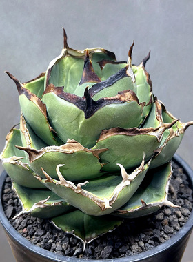 植物员外 圣剑Agave Titanota Juggernaut一物一拍 仁王冠龙舌兰