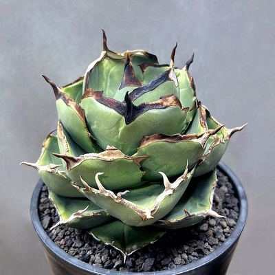 圣剑一物一拍仁王冠龙舌兰