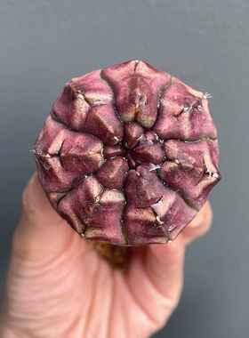 植物员外 梦想一物一拍Day dream 紫色无刺牡丹裸萼球属仙人球