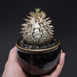 brevicaule densiflorum一物一拍块根多肉 惠比大黑P. 植物员外