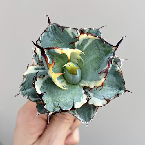 蓝鲸白覆轮仁王冠一物一拍龙舌兰