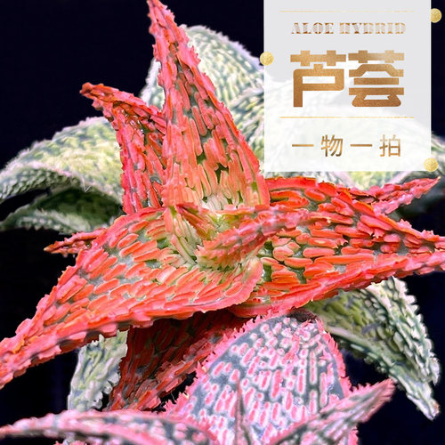 植物员外容易园艺芦荟