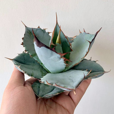 植物员外 鲨鱼一物一拍 蓝肌黑刺严龙仁王冠龙舌兰阳台绿植盆栽