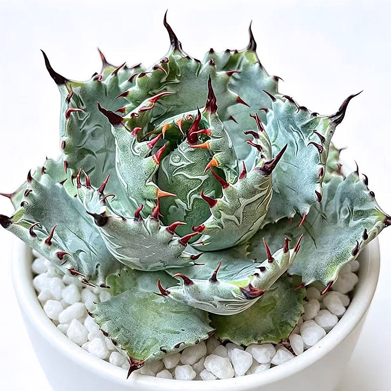 植物员外 原始甲蟹 Agave isthmensis 一物一拍 龙舌兰 多肉 盆栽