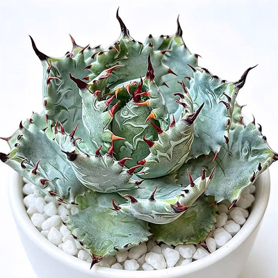 植物员外 原始甲蟹 Agave isthmensis 一物一拍 龙舌兰 多肉 盆栽