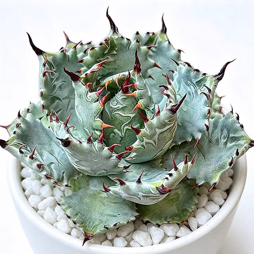 植物员外 原始甲蟹 Agave isthmensis 一物一拍 龙舌兰 多肉 盆栽