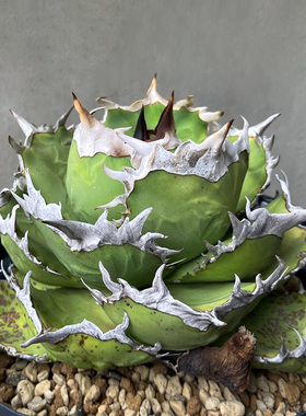 植物员外 丘比特Agave titanota Cupid一物一拍 仁王冠龙舌兰盆栽