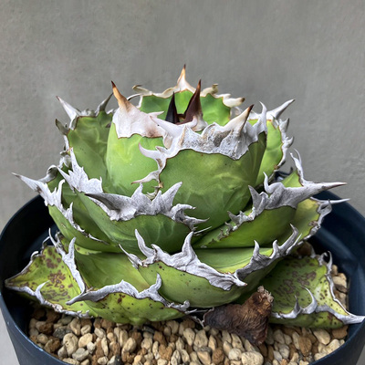 一物一拍仁王冠龙舌兰