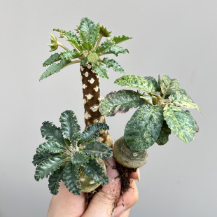 植物员外 潮流块根阳台多肉盆栽 椰子银脉霍武德锦叶琉桑一物一拍