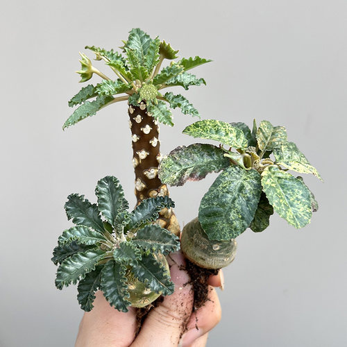 植物员外 椰子银脉霍武德锦叶琉桑一物一拍 潮流块根阳台多肉盆栽