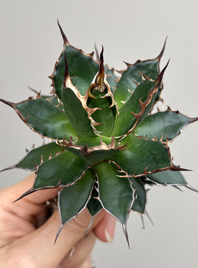 植物员外 姬霍利达agave horrida一物一拍龙舌兰沙生耐旱多肉盆栽