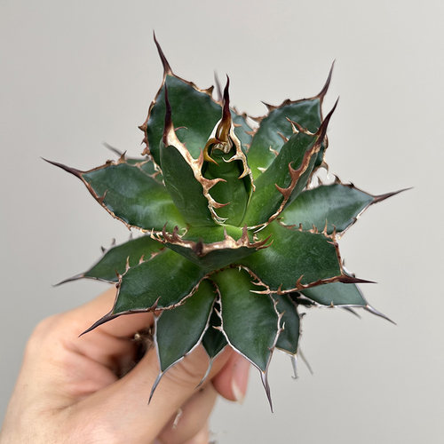 龙舌兰耐旱霍利达多肉植物