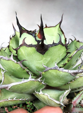 植物员外 熊猫Agave titanota panda一物一拍 仁王冠龙舌兰盆栽