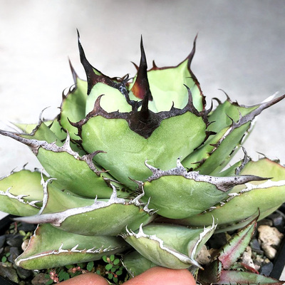 熊猫一物一拍仁王冠龙舌兰