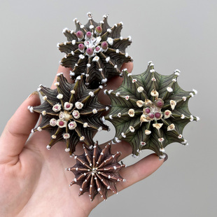 植物员外 精品正版实生肋骨牡丹 仙人球沙生植物裸萼球属多肉植物