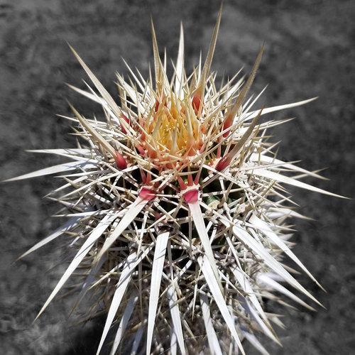 植物员外 伏地魔stenocereus eruca 绿柱属稀有强刺仙人柱仙人球