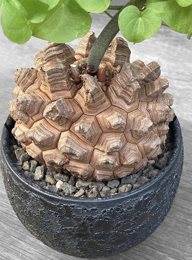 植物员外 南非龟甲龙一物一拍 实生块根爬藤阳台多肉植物组合盆栽