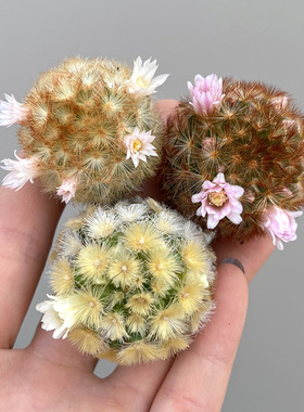 植物员外 佛陀嘉文丸一物一拍 优选黄色密刺基因乳突球属仙人球