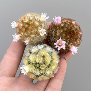 植物员外 优选黄色密刺基因乳突球属仙人球 佛陀嘉文丸一物一拍