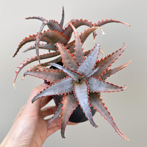 超级芦荟蓝底红色锯齿多肉植物