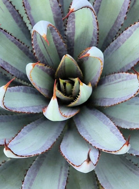 植物员外 血统mangave bloodline一物一拍血雨覆轮龙舌兰多肉