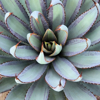 一物一拍组合盆栽阳台多肉植物