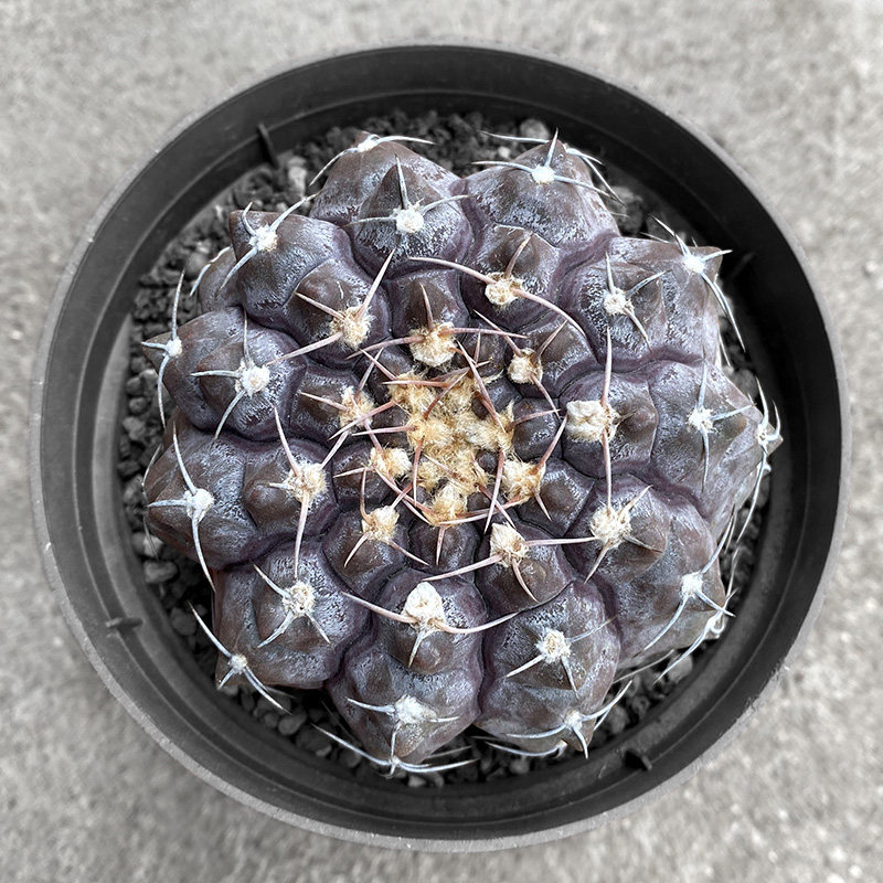 植物员外 铅皮gymnocalycium prochazkianum 实生裸萼球属仙人球