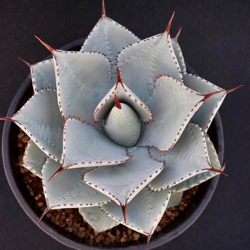 龙趾蓝皮龙舌兰一物一拍