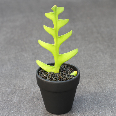 植物员外鱼骨昙花锯齿荷花