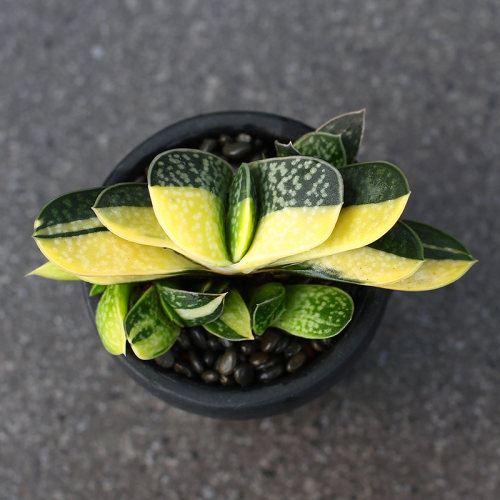 多肉元宝质量怎么样 多肉元宝口碑怎么样 小麦优选