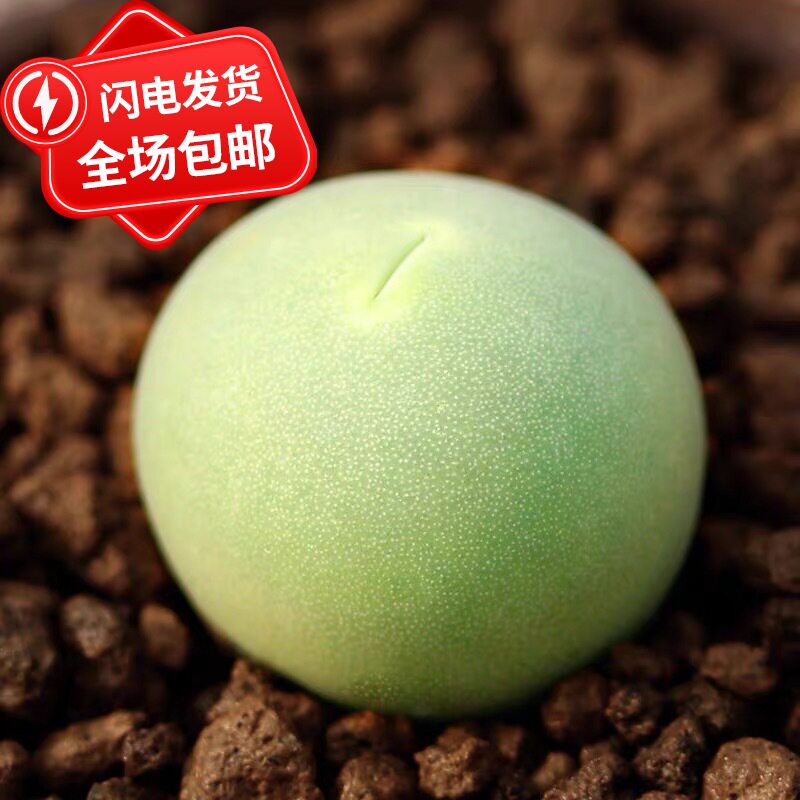 鸽子蛋肉锥番杏科多肉植物阳台室内趣味绿植萌肉生石花pp花屁股花