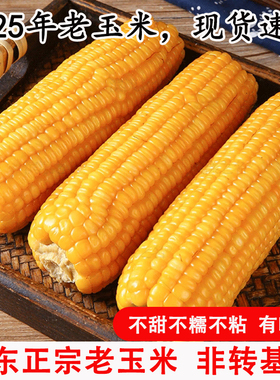 山东老式笨玉米真空即食免蒸煮不甜糯有嚼劲糖胖健身代餐黄玉米棒