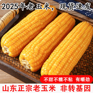 山东老式笨玉米真空即食免蒸煮不甜糯有嚼劲糖胖健身代餐黄玉米棒