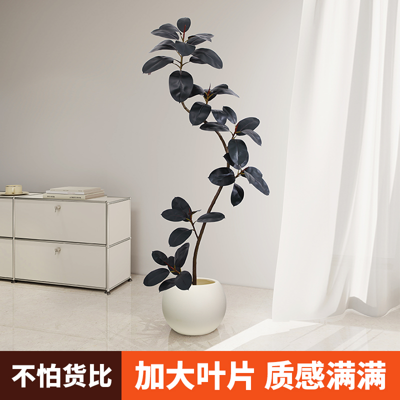 侘寂风时尚百搭黑金刚橡树绿植