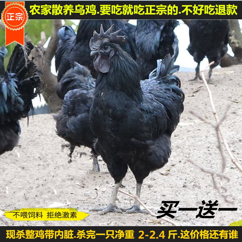 正宗苏北农家自养现杀土鸡