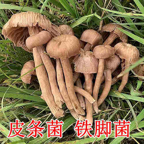 皮条菌特级云南新鲜野生菌蘑菇马屁泡菌珊瑚老人头皮条菌鸡枞菌