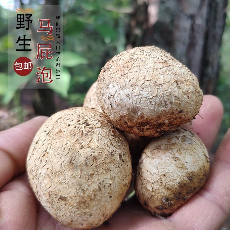云南新鲜野生菌蘑菇马屁泡菌马蹄包马皮泡孕妇儿童食用牛眼睛