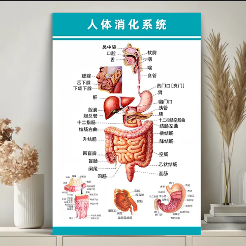 人体系统彩色解剖挂图消化系统结构示意图内脏器官医学宣传海报