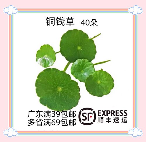 铜钱草旱金莲叶酒店餐饮摆盘装饰
