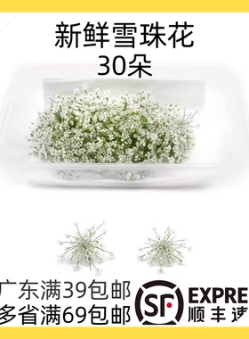 新鲜雪珠花 蕾丝花 酒店西餐摆盘 日料 冷菜点缀蛋糕装饰白色小花