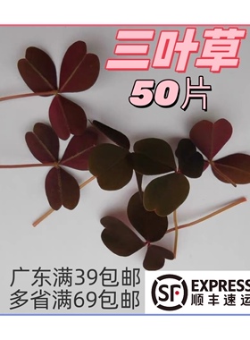 缤纷三叶草新鲜红色幸运草可食用日料西餐摆盘装饰烘焙蛋糕点缀