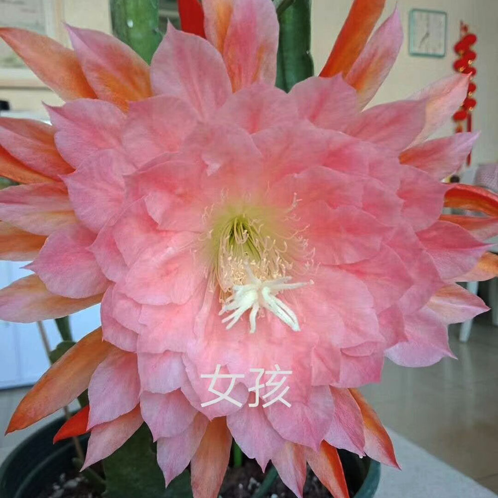 令箭荷花苗带根苗中国红东北小唐璜粉庭院阳台室内花卉盆栽园艺