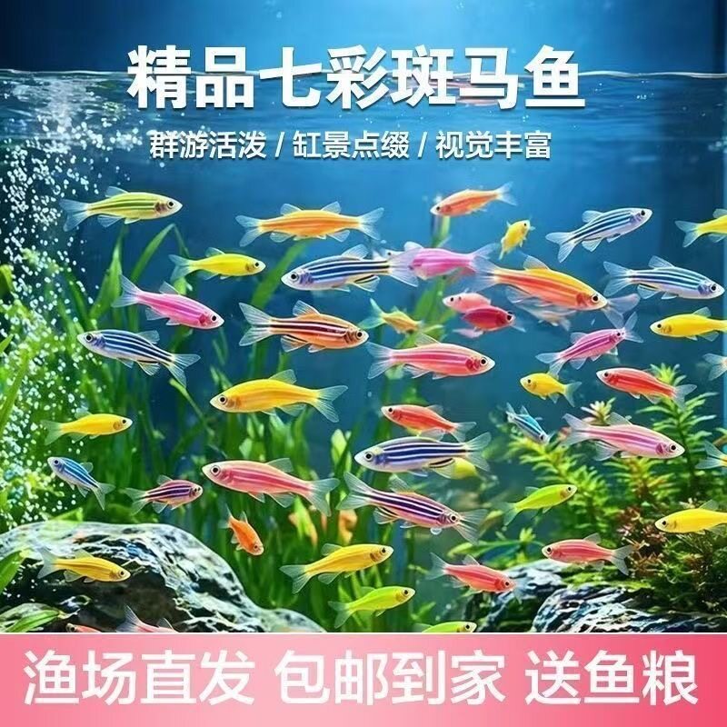 多彩斑马鱼成鱼群游新手易养