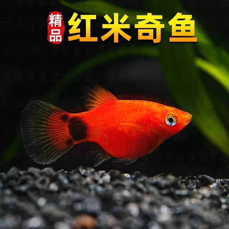 红米奇鱼小型热带淡水观赏活体