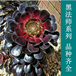 黑法师多肉绿法师 紫羊绒 铜壶 韶羞 圆叶法师 巫毒多肉植物老桩