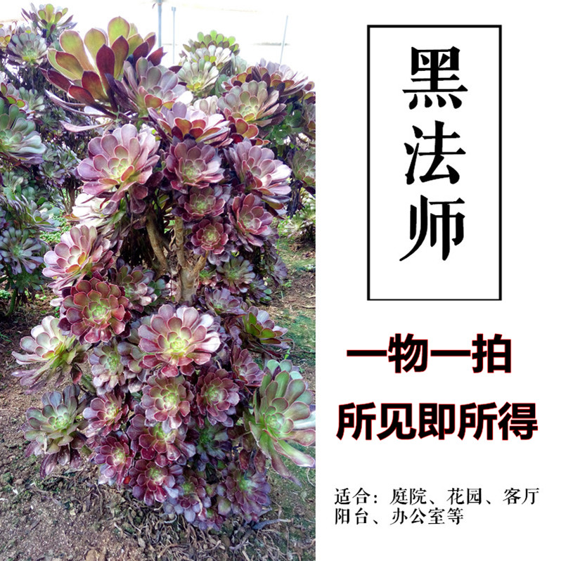 一物一拍铜壶老桩群生花卉多肉