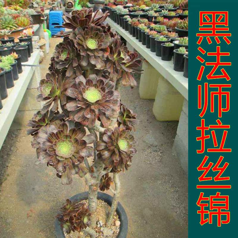 黑法师拉丝锦多肉植物多头群桩法师锦老桩盆栽绿植办公室防辐射