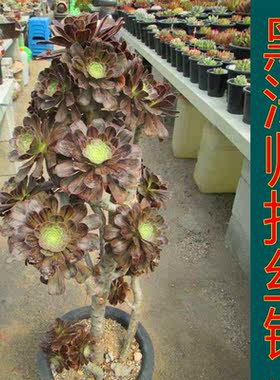 绿植老桩办公室防辐射多肉植物
